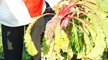 冬吃萝卜 夏吃姜